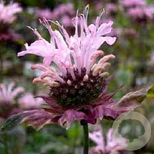 Monarda 'Ou' Charm' GM P9