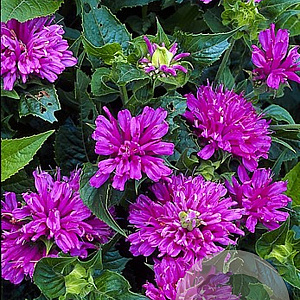 Monarda Petite Delight GM P9