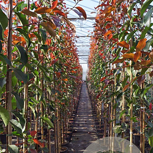 Photinia fraseri 'Camilvy' 4-6 HO 15L