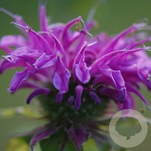 Monarda 'Prärienacht' GM P9