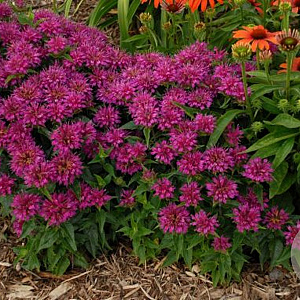 Monarda 'Purple Ann' GM P9
