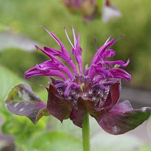 Monarda 'Saxon Purple' GM P9