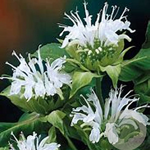 Monarda 'Snow Queen' GM P9