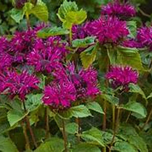 Monarda 'Talud' GM P9