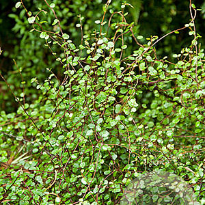 Muehlenbeckia complexa GM P9