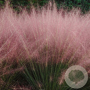 Muhlenbergia capillaris GM P9