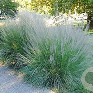 Muhlenbergia lindheimeri GM P9