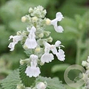 Nepeta 'Alba' GM P9
