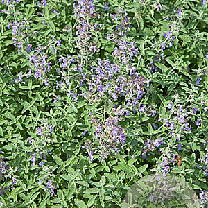 Nepeta grandiflora 'Bramdean' GM P9