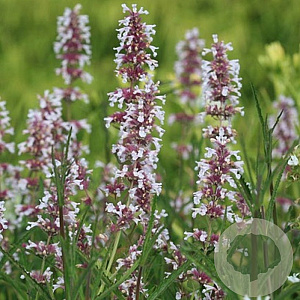 Nepeta grandiflora 'Dawn to Dusk' GM P9