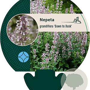 Nepeta grandiflora 'Dawn to Dusk' GM P9