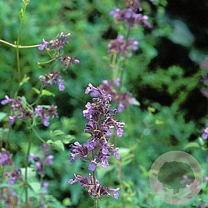 Nepeta grandiflora 'Wild Cat' GM P9