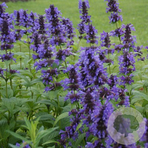 Nepeta kubanica GM P9