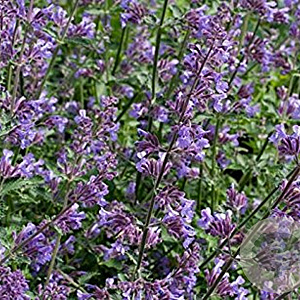 Nepeta mussinii GM P9