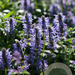 Nepeta nervosa 'Blue Moon' GM P9