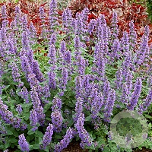 Nepeta 'Purple Haze' GM P9