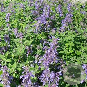Nepeta racemosa GM P9