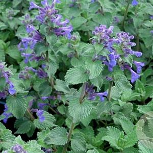 Nepeta racemosa 'Toria' GM P9