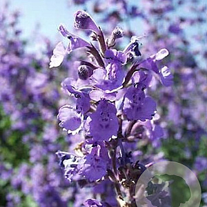 Nepeta racemosa 'Blue Wonder' GM P9