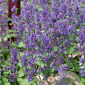 Nepeta racemosa 'Grog' GM P9