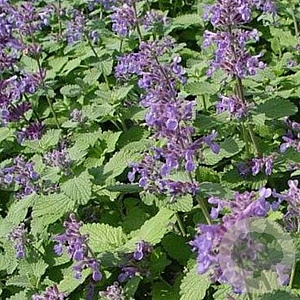 Nepeta racemosa 'Superba' GM P9