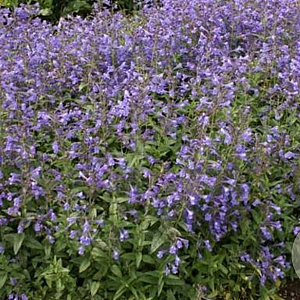 Nepeta sibirica 'Blue Beauty' GM P9