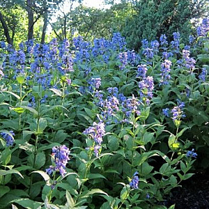 Nepeta subscissilis 'Cool Cat' GM P9