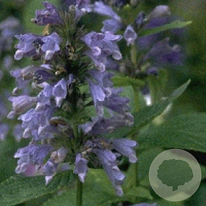 Nepeta subsessilis GM P9