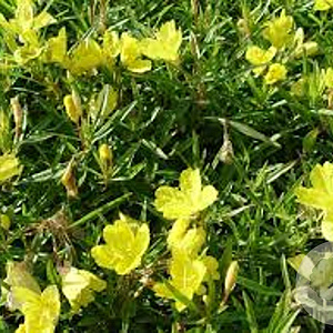 Oenothera fruticosa 'African Sun' GM P9