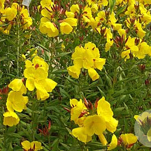 Oenothera fruticosa 'Yellow River' GM P9