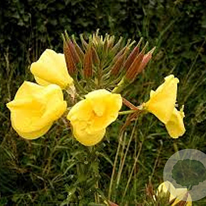 Oenothera glazioviana GM P9
