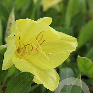 Oenothera macrocarpa GM P9