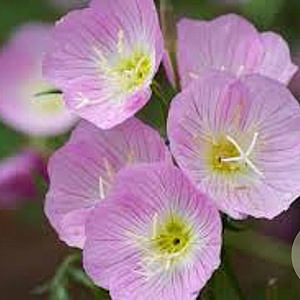 Oenothera speciosa GM P9