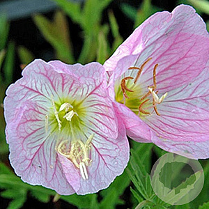 Oenothera speciosa 'Siskiyou' GM P9