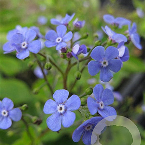 Omphalodes verna GM P9