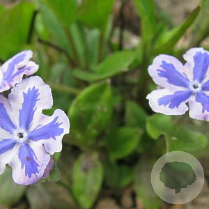 Omphalodes verna 'Starry Eyes' GM P9