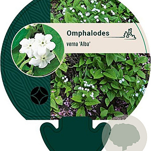 Omphalodes verna 'Alba' GM P9