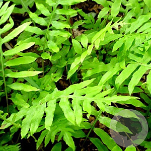 Onoclea sensibilis GM P9