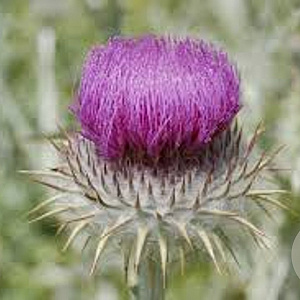 Onopordum acanthium GM P9