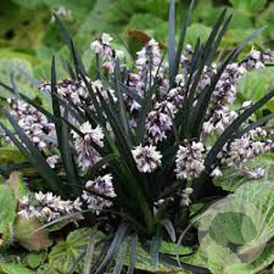 Ophiopogon planiscapus GM P9