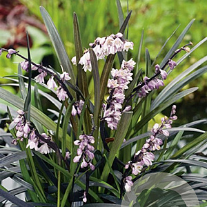 Ophiopogon plan. 'Niger' GM P9