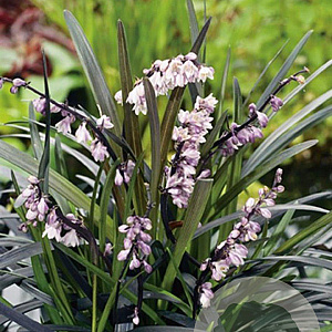 Ophiopogon plan. 'Niger' GM P9