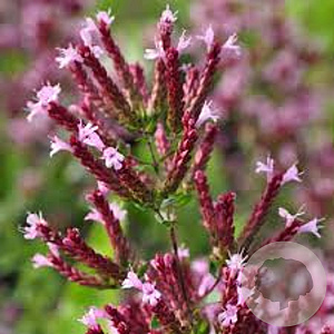 Origanum laevigatum GM P9