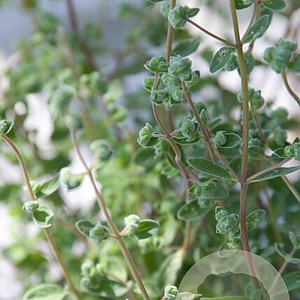 Origanum majorana GM P9