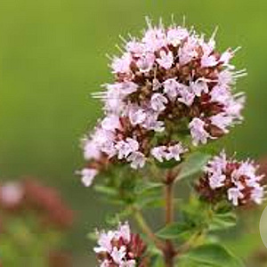 Origanum majorana GM P9