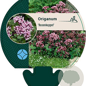Origanum 'Rosenkuppel' GM P9