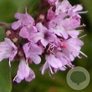 Origanum vulgare GM P9