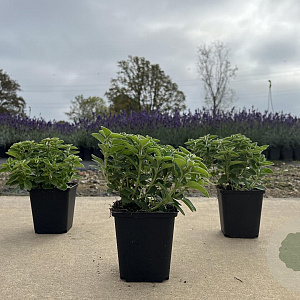 Origanum vulgare GM P9