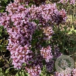 Origanum vulgare 'Roseum' GM P9