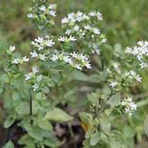 Origanum vulgare hirtum GM P9